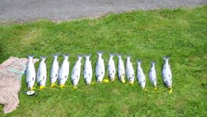 Donegal Circuit Court upholds conviction for 13 untagged salmon found in car