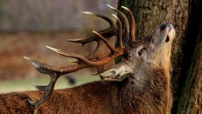 Have your say: Should there be a red deer cull? Share your views in our poll