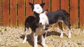 Donegal's roaming dogs continue to be an ongoing problem