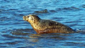 Free seal rescue training taking place in Donegal and Sligo