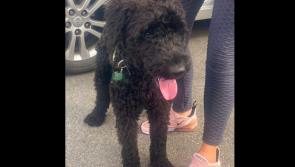 Do you recognise this dog? Gardaí are keen to reunite him with his owner