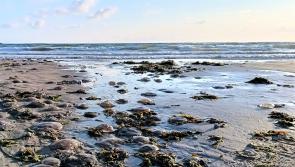 The jellyfish found on the Donegal coast - and whether or not they sting