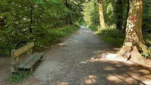 Work to start to enhance biodiversity in  Drumboe, Creggan and Monellan forests