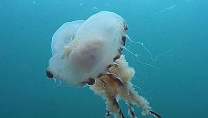 Jellyfish menacing swimmers in the Portnoo area

