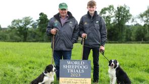 Ballybofey man and grandson to compete at World Sheepdog Trials