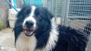 Appeal for homes for these six beautiful dogs in the Donegal pound