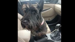 UPDATE Owner Found - Do you recognise this dog found wandering through Dungloe?