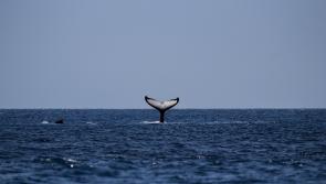 Opportunity for people in Donegal to take part in land-based whale watching 