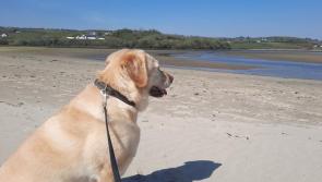 Opinion: Our precious family pets and the many health benefits they bring