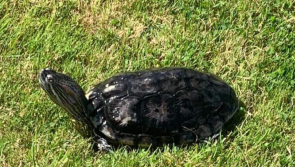 National: Ukrainian family living in remote Irish village 'desperate' to find lost turtle
