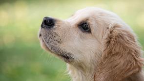 Shock as woman asks vet to remove her dog's teeth to stop him biting tyres 