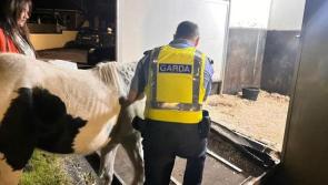 National: 'Disorientated' horse gets rescued by gardaí