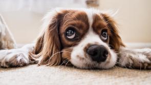 Three Donegal hotels take spots in Ireland's most popular dog-friendly hotels