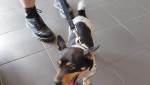 Do you recognise this dog? It was found in Bundoran 