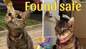 Travelling Donegal cats reunited with owners - Animals in Need weekly round up  