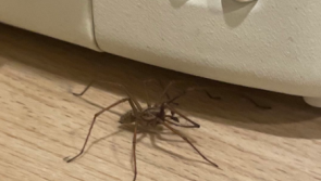 NATIONAL: People shudder as RTE star finds huge spider under toaster - warning to others