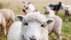 All eligible Targeted Agricultural Modernisation Scheme to receive approval