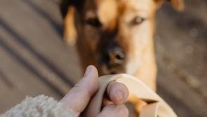 Woman requires tetanus shot after being knocked over by unleashed dog