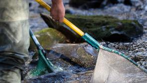 Loughs Agency investigating substantial fish kill  on River Finn  tributary




