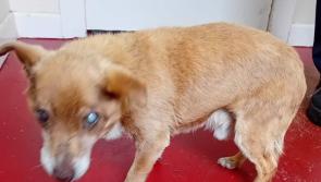 Blind and deaf dog in care of Donegal pound - appeal for owner to get in touch