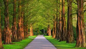 National: '101 great green spaces' - Ireland leads the way in Europe with this year's Green Flag Awards