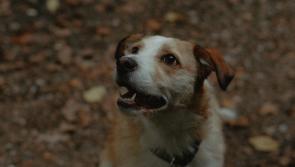 National: 'Consider the fear and distress on animals' - Fireworks Awareness Campaign launched