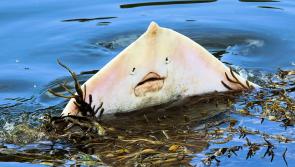 Perfect catch as photographer lands snap of rare thornback ray at Inch

