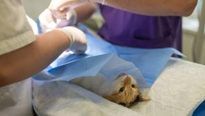 Bluestack Veterinary Clinic seeks go-ahead for new Ballybofey base