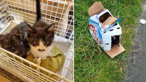 Horror as four dead kittens among seven dumped in box at Murvagh Beach