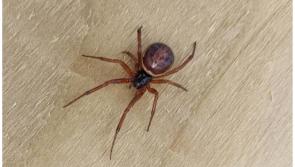 National: Warning of greater risk of False Widow Spiders indoors as temperatures drop