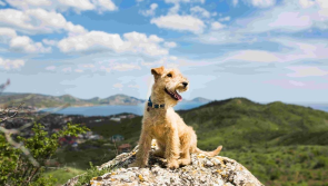 National: From sharing a bed to boosting mental health - New report reveals insights from Irish pet owners
