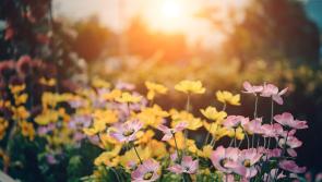 National: A blank canvas for creativity! Garden and landscape designers wanted for Bord Bia Bloom 2024!

 