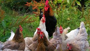 Residents object to proposed Letterkenny poultry farm