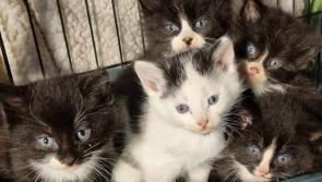 Animals In Need (AIN) have rescued 350 kittens so far in 2023
