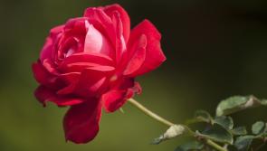 Man fined for selling roses outside Letterkenny nightclub