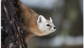 National: Dublin Zoo launches new survival centre to conserve Irish wildlife 