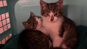 Shock as kittens thrown from a car in Milford