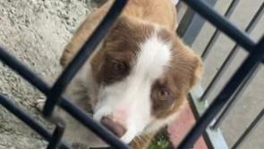 Collie reported missing in Ballybofey