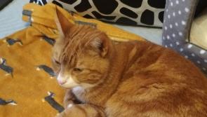 Appeal for owner of a lost cat in Buncrana to get in touch