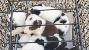 Donegal dog owners to face increases in on-the-spot fines for roaming dogs
