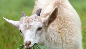 Buncrana man charged with slamming goat on the ground