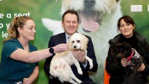 McConalogue announces €115,450 in funding for Donegal animal welfare charities