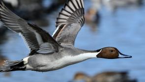 Decision to ban hunting of four types of migratory ducks challenged in High Court