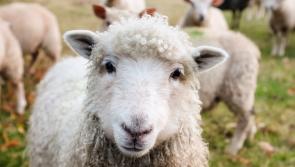 Gardaí urge farmers to show vigilance after sheep thefts in north-west Donegal