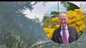 Retired journalist Noel Slevin says he's lucky to be alive after branch hits car