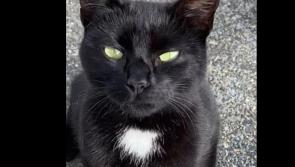 Happy ending as cat Nutella is home in Kilmacrennan months after going missing