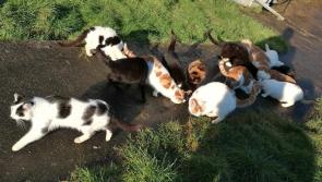 Busy Start to the Year for Animals in Need Volunteers