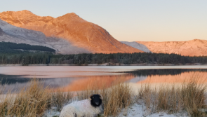 National: PICTURES: The best photos of beautiful Ireland covered in snow