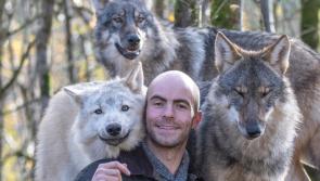 Wild Ireland animals 'inside, safe and warm' after Storm Isha
