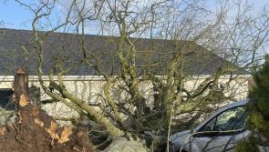 Storm Isha: Crossroads family has lucky escape as van cushions falling tree inches from home
